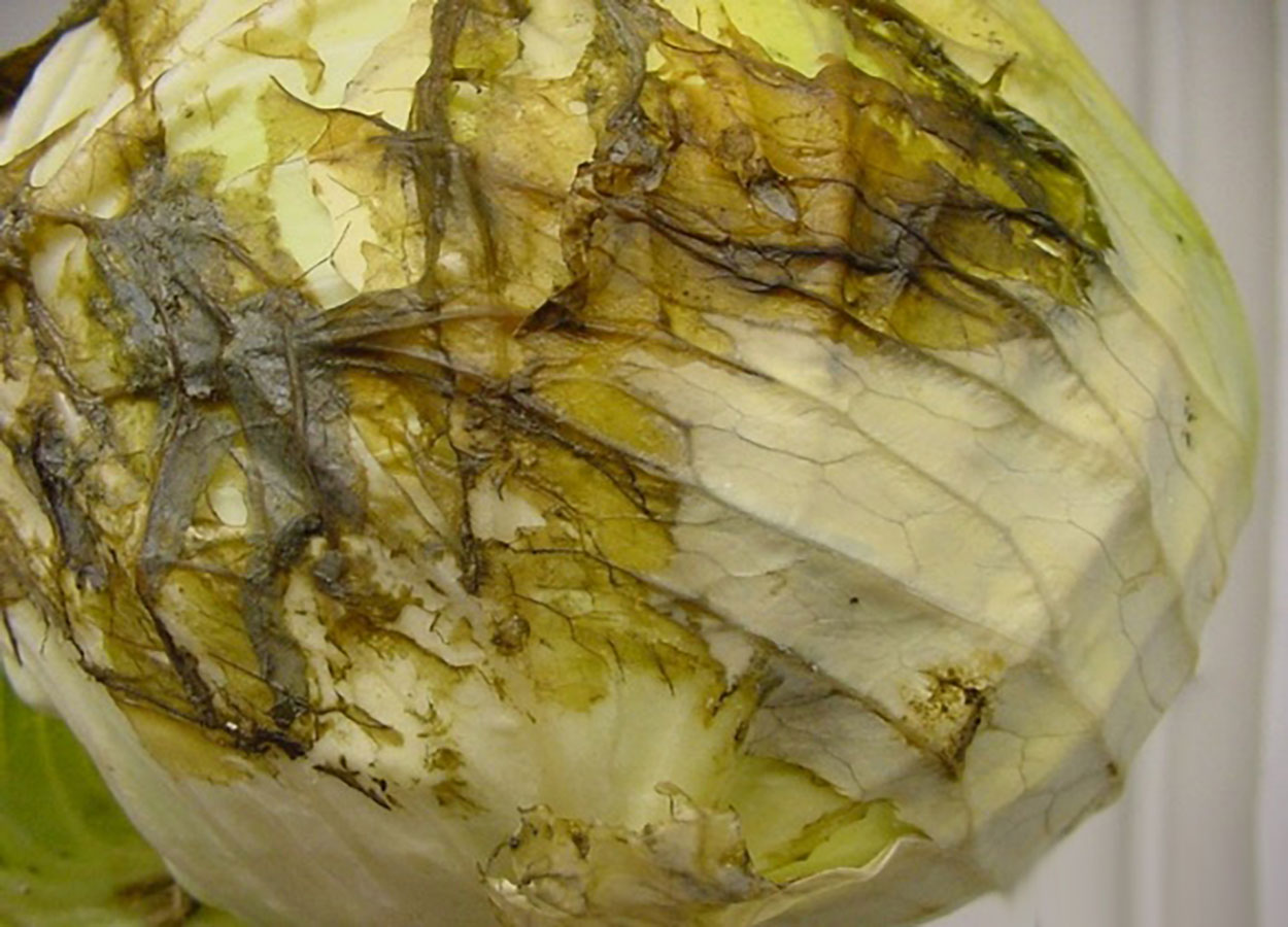 Water-soaked lesions associated with this disease on cabbage.