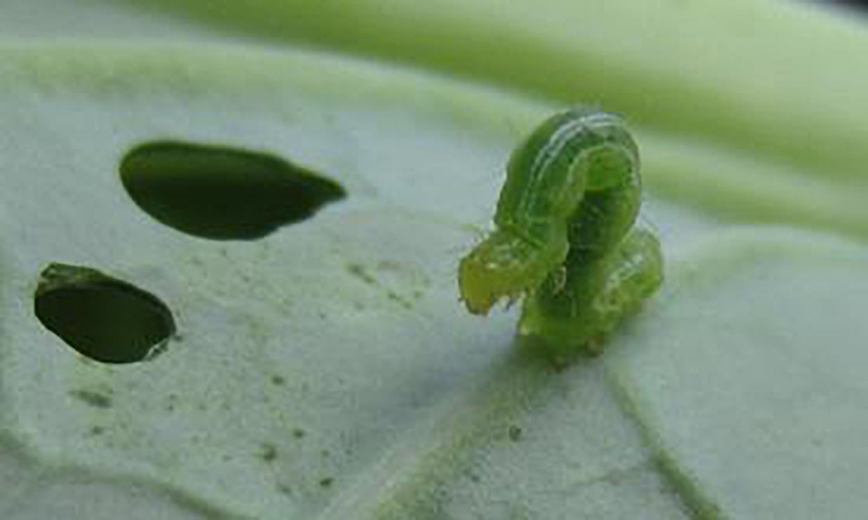 Green larva on the back of a leaf 