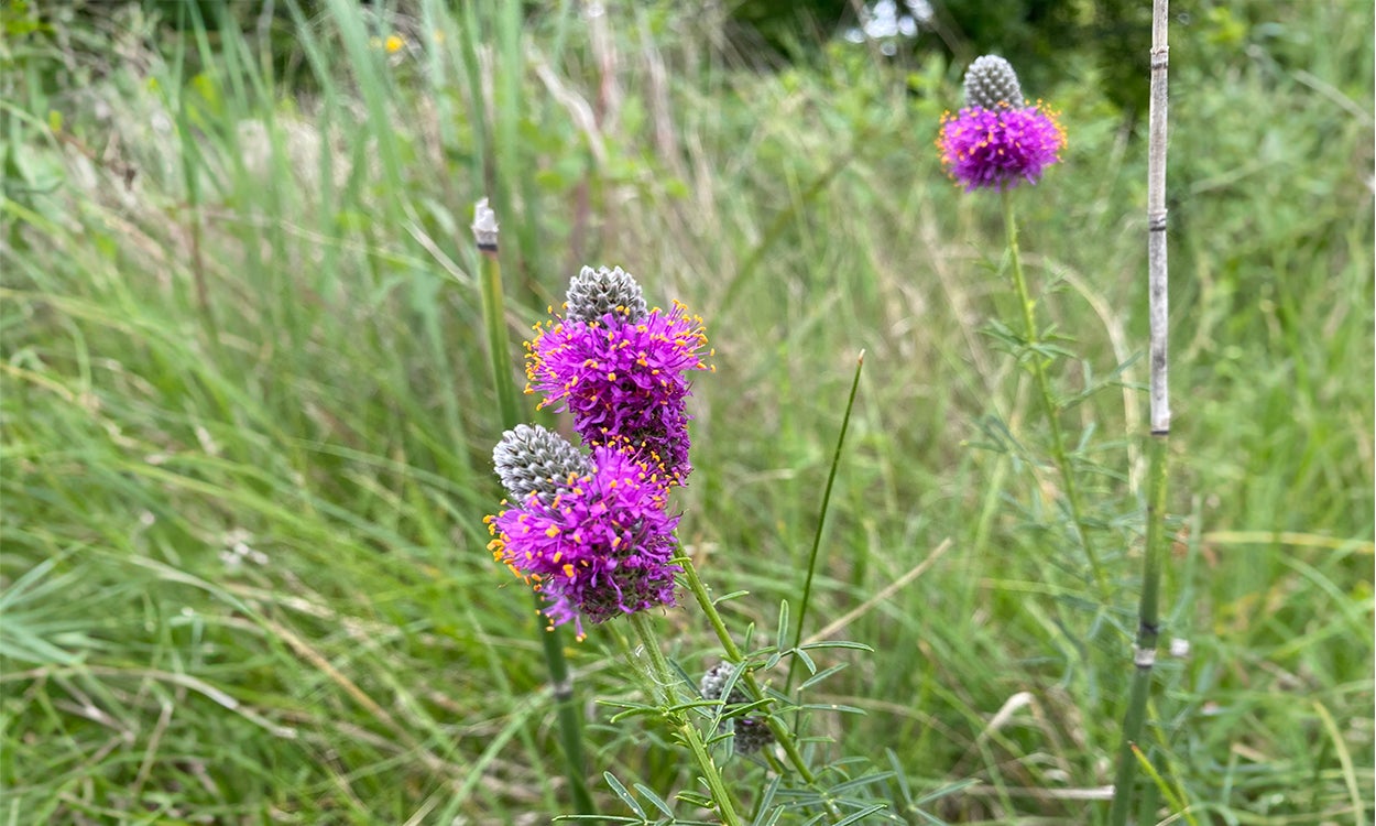 A picture of three small bright purple flowers surrounded by tall grass.