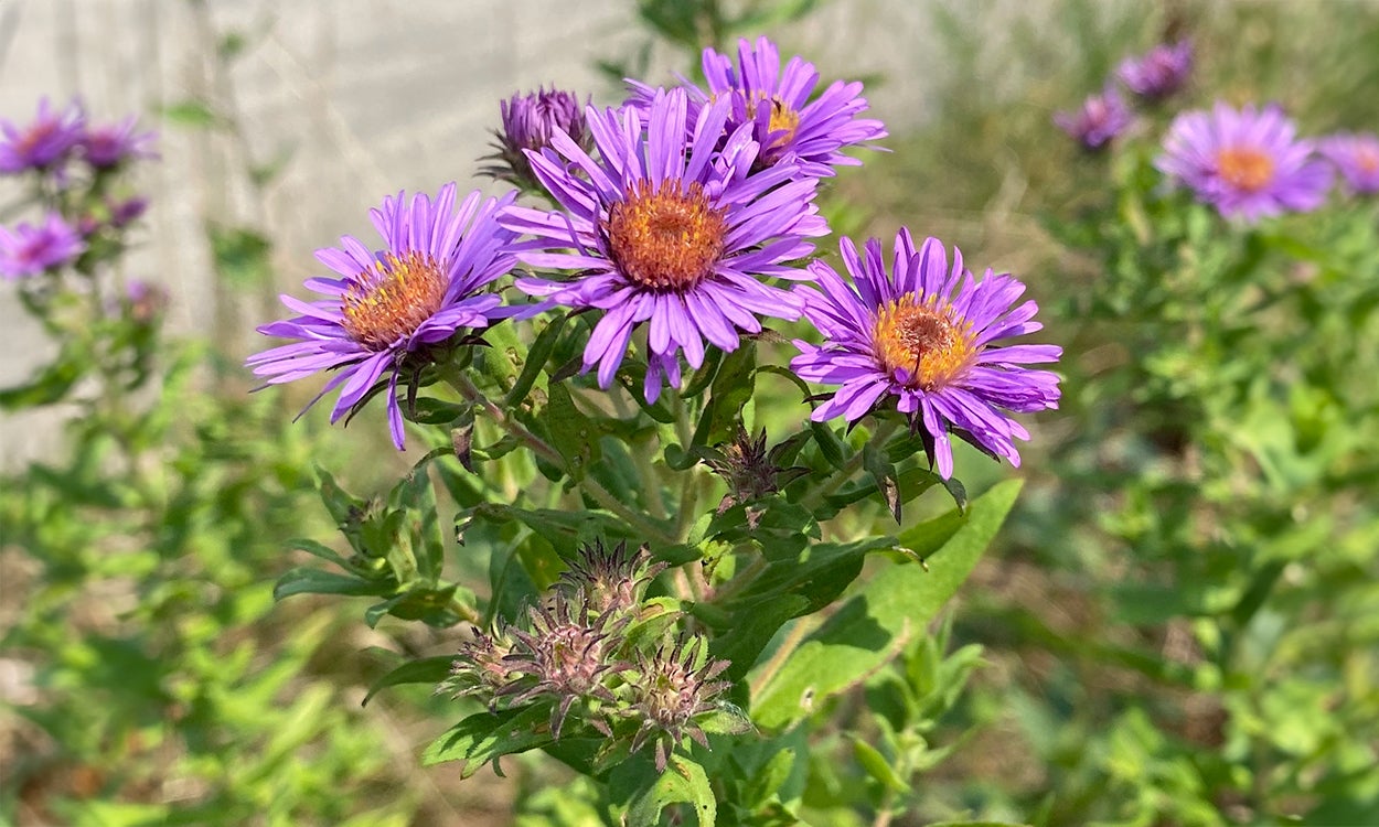 A close up photo of a tall plant with several bright purple flowers with thin petals and a deep yellow center. In the background are green leaves and a hiking trail.