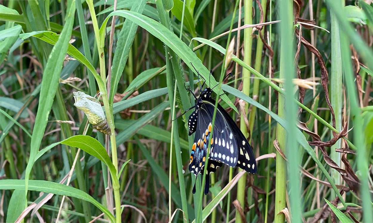 A photo of a large black butterfly with orange and blue spots sitting with its wings closed on a tall grass. To its left, its green and brown chrysalis remains attached to another stalk in the grassy area.