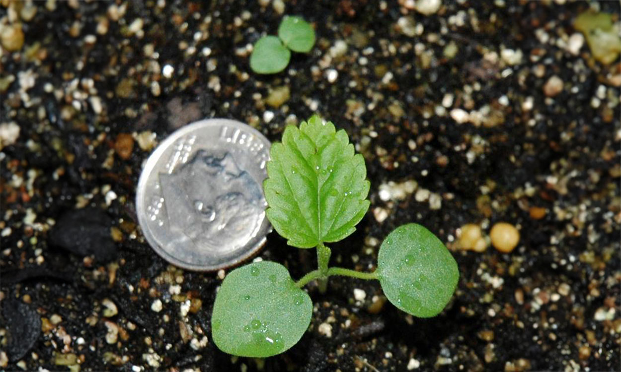 Eastern black nightshade seedlings next to a dime.