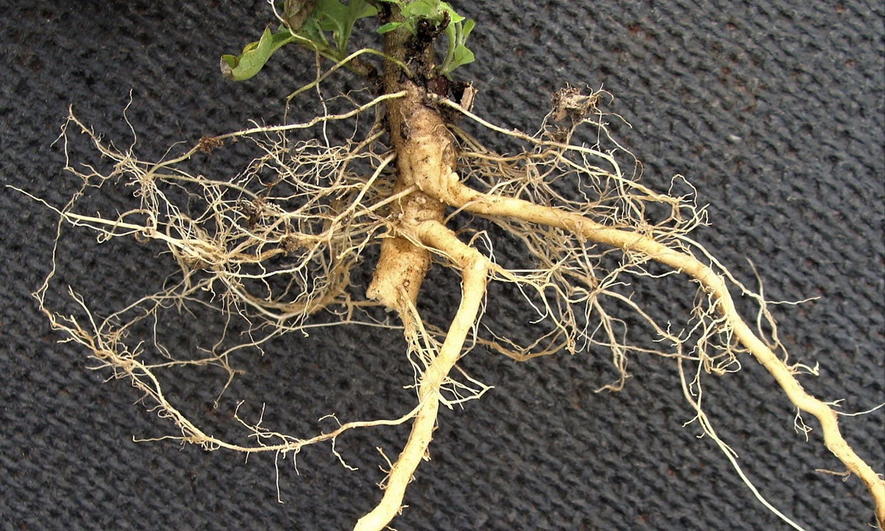 Black nightshade root system