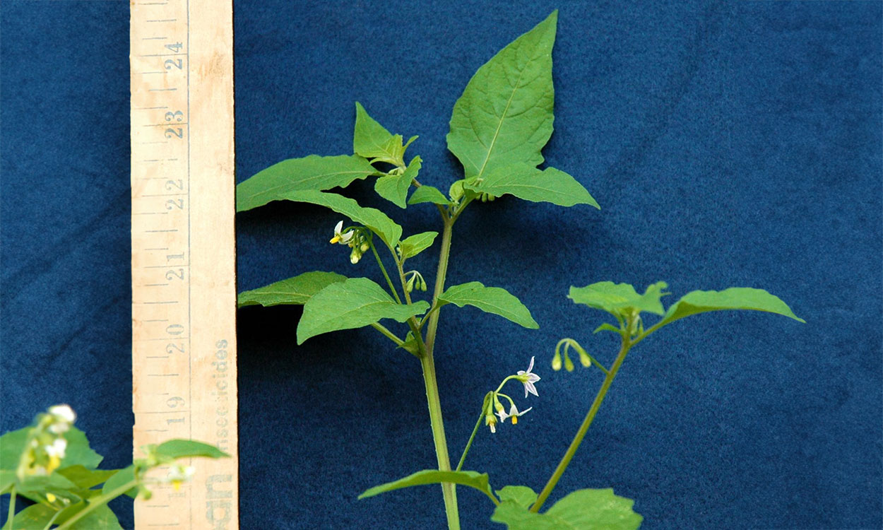 Solanum ptychanthum stem next to a ruler.