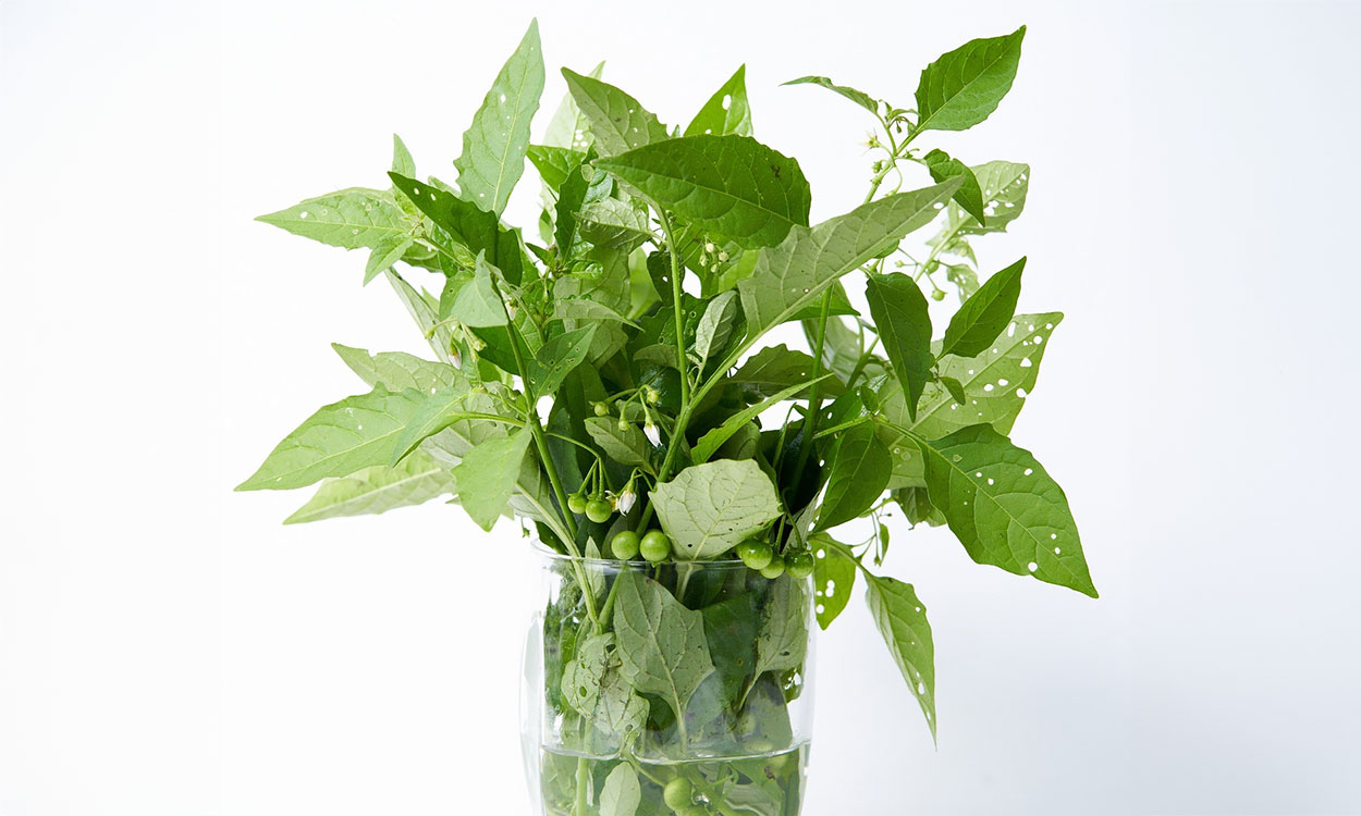 Black nightshade plant with holes throughout leaves.