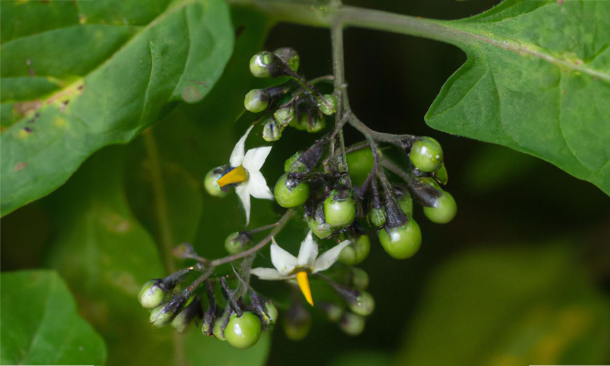 Black nightshade flowers.