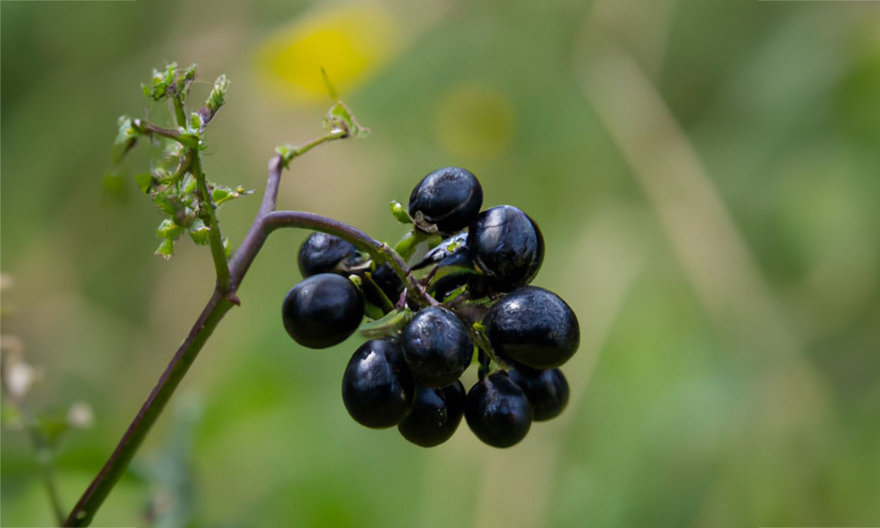 Black nightshade fruit.