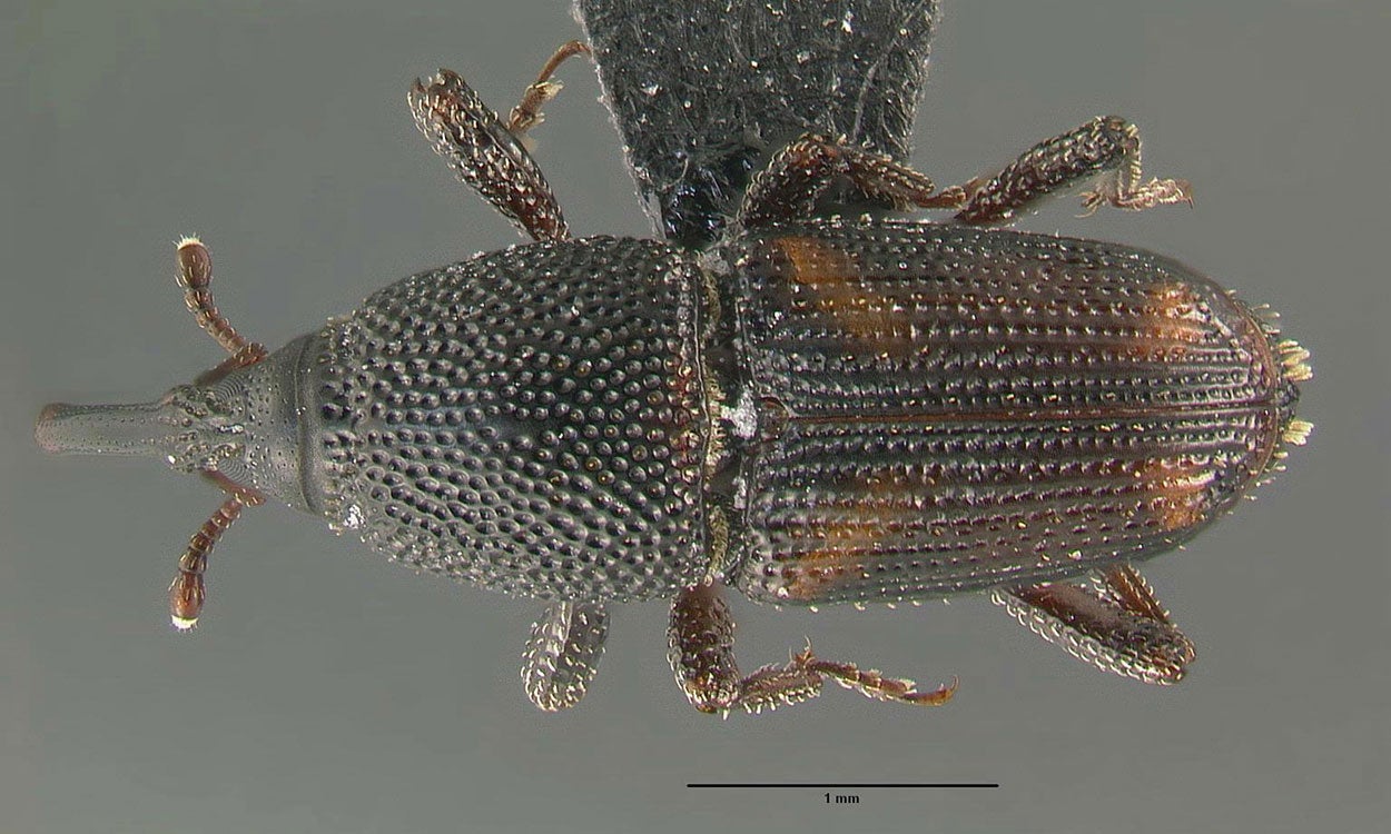 Elongate dark brown beetle with four orange spots on elytra with elongate mouthparts.