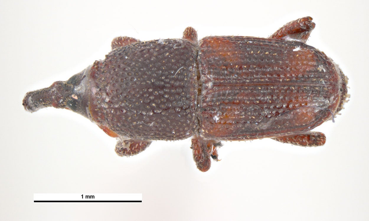 Elongate brown beetle with orange “X” pattern on elytra.