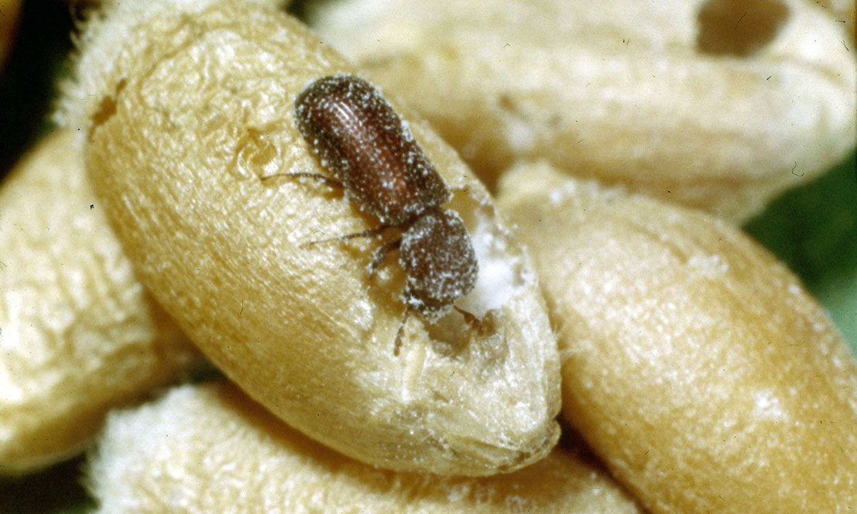 Lesser grain borer feeding on grain.