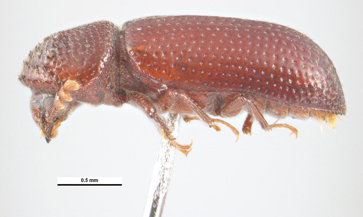 Red brown beetle with head pointing down. Has many dimples in the thorax and abdomen.