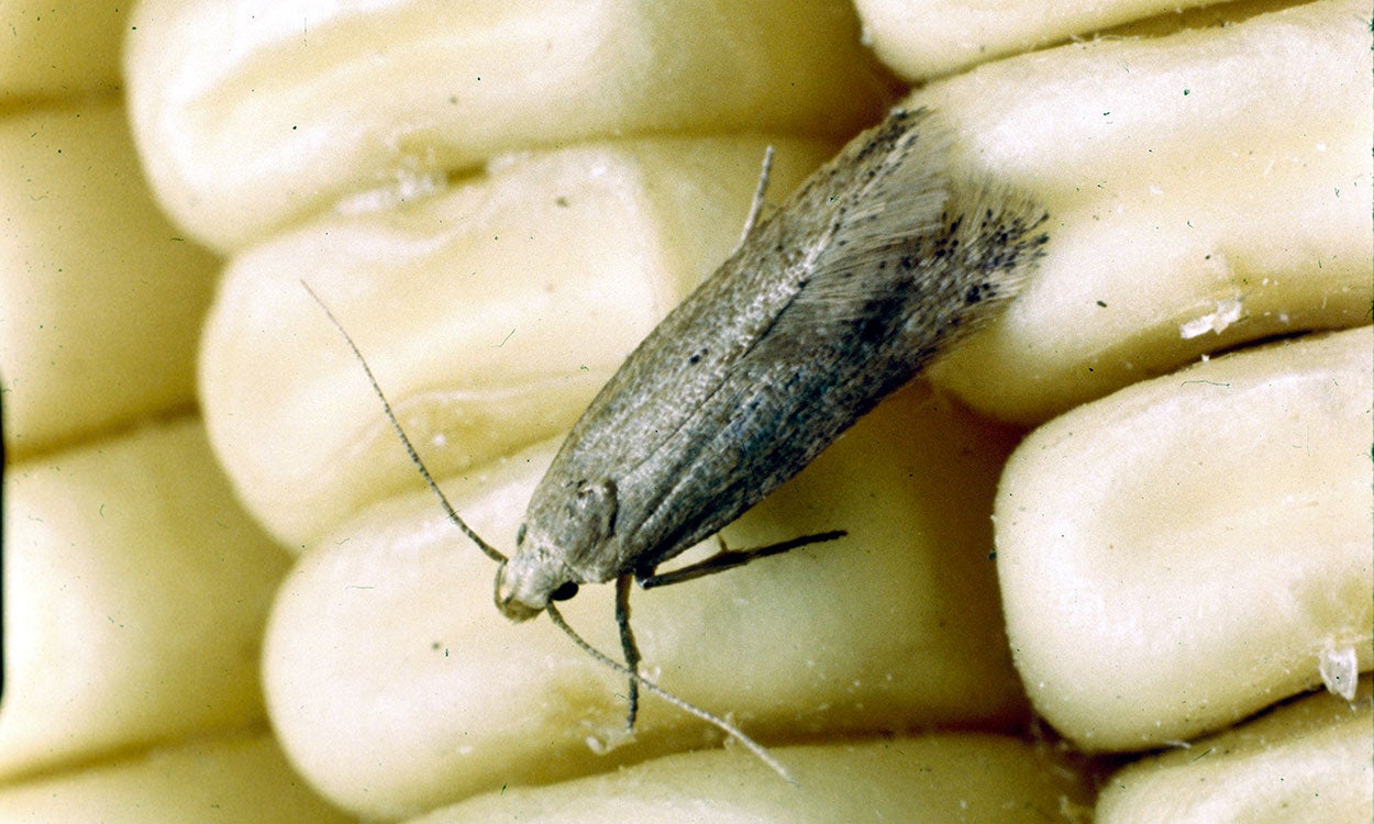 Small grey moth present on ear of corn.