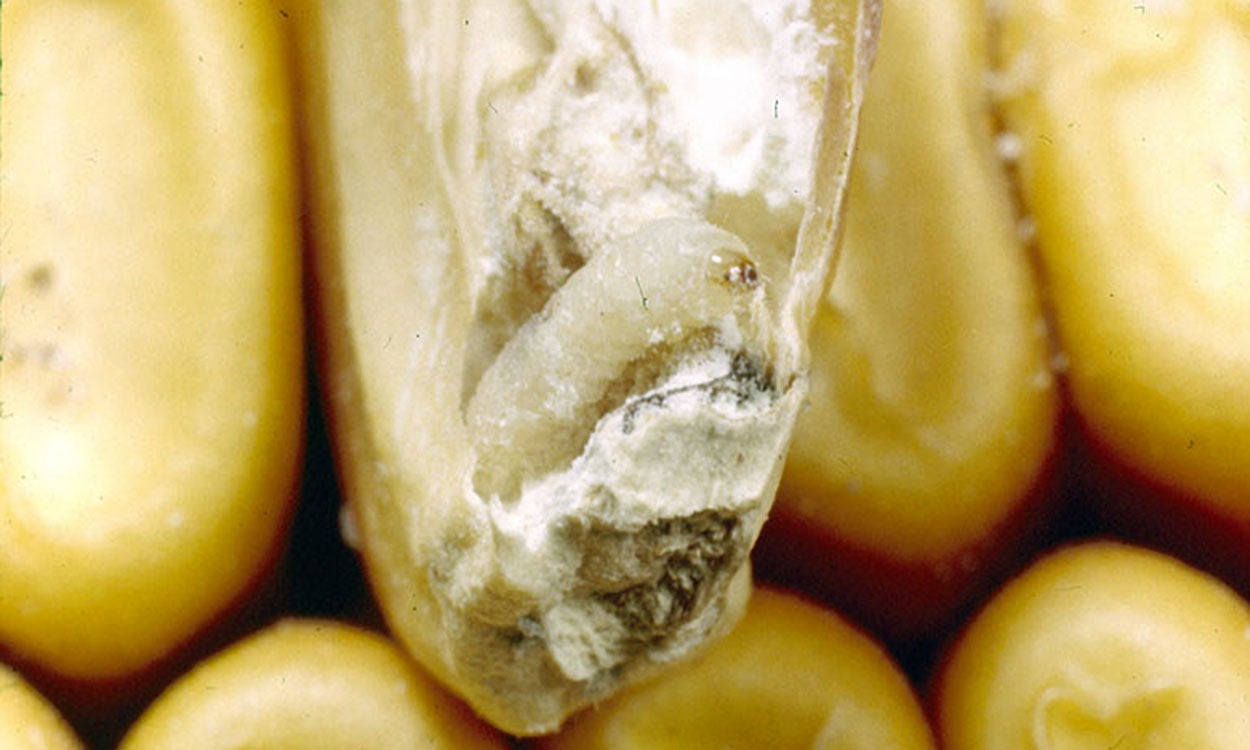 Small cream-colored caterpillar feeding on a kernel of corn.