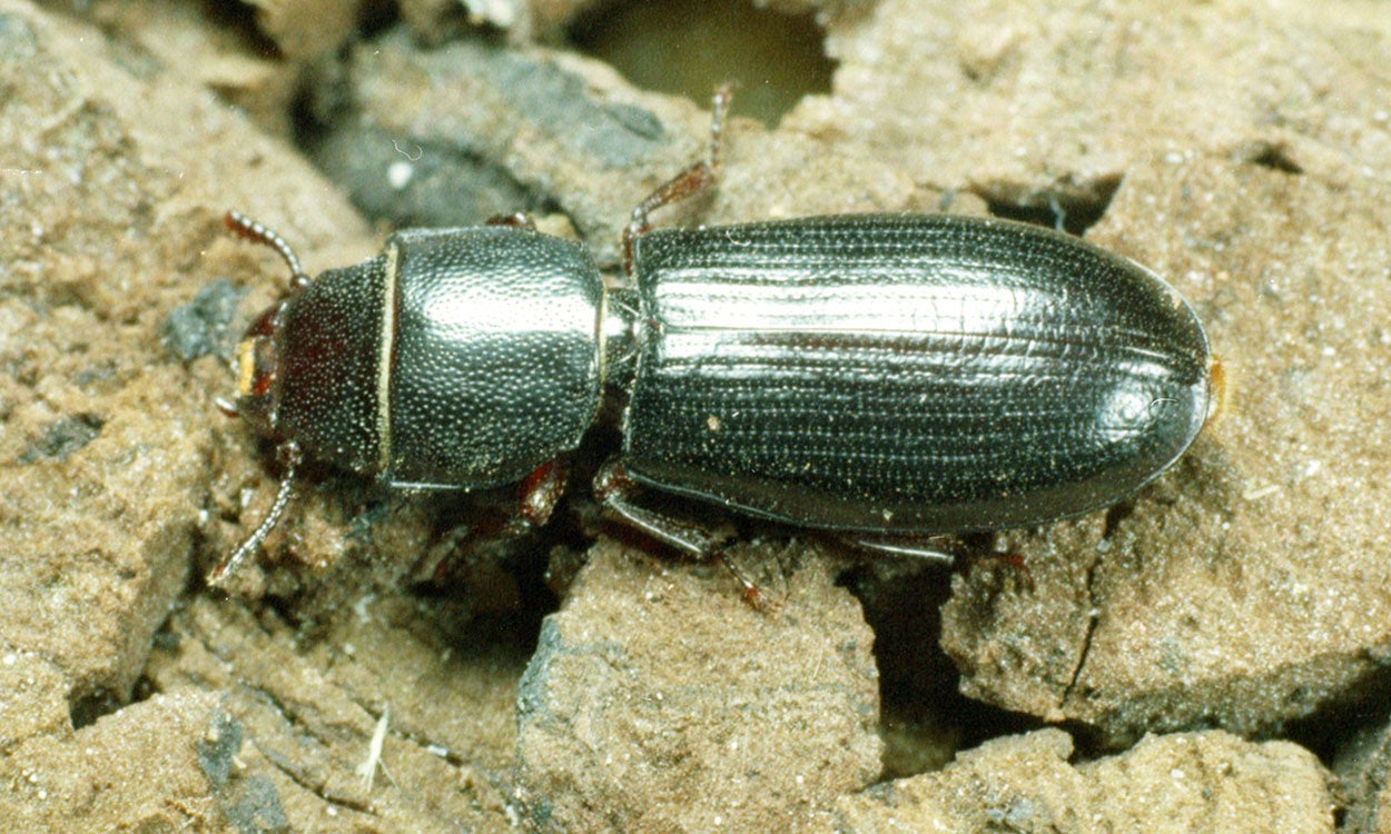 Medium sized black beetle that has noticeable constriction between thorax and abdomen.