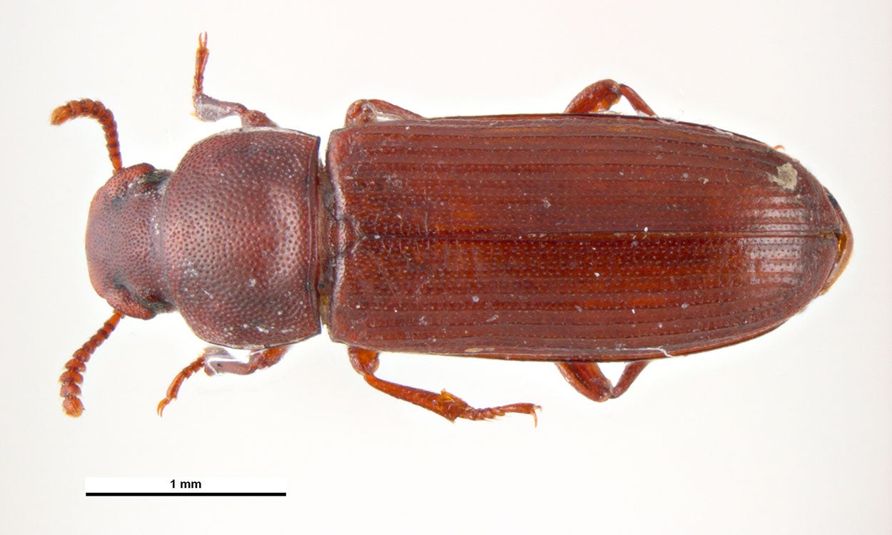 Red beetle.