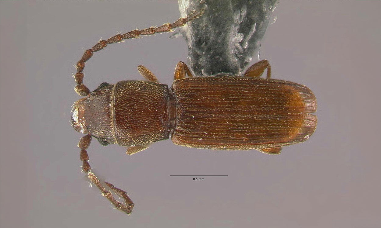 Brown beetle that is flat. Has long segmented antennae.