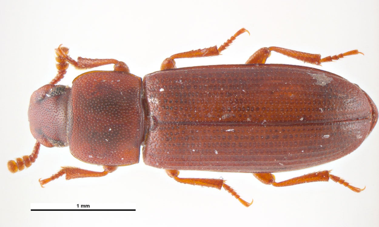 Red beetle.