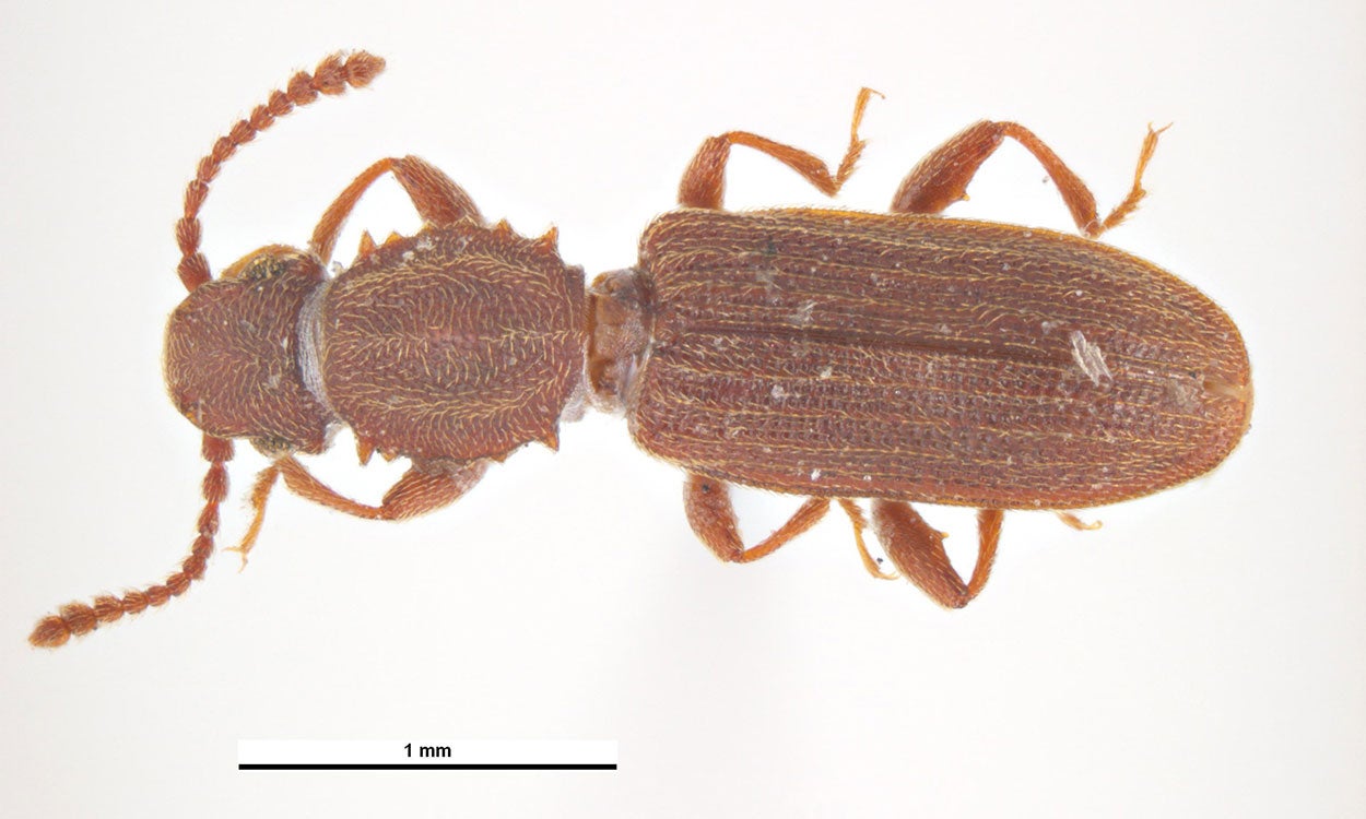 Brown beetle with saw blade like projections on thorax.