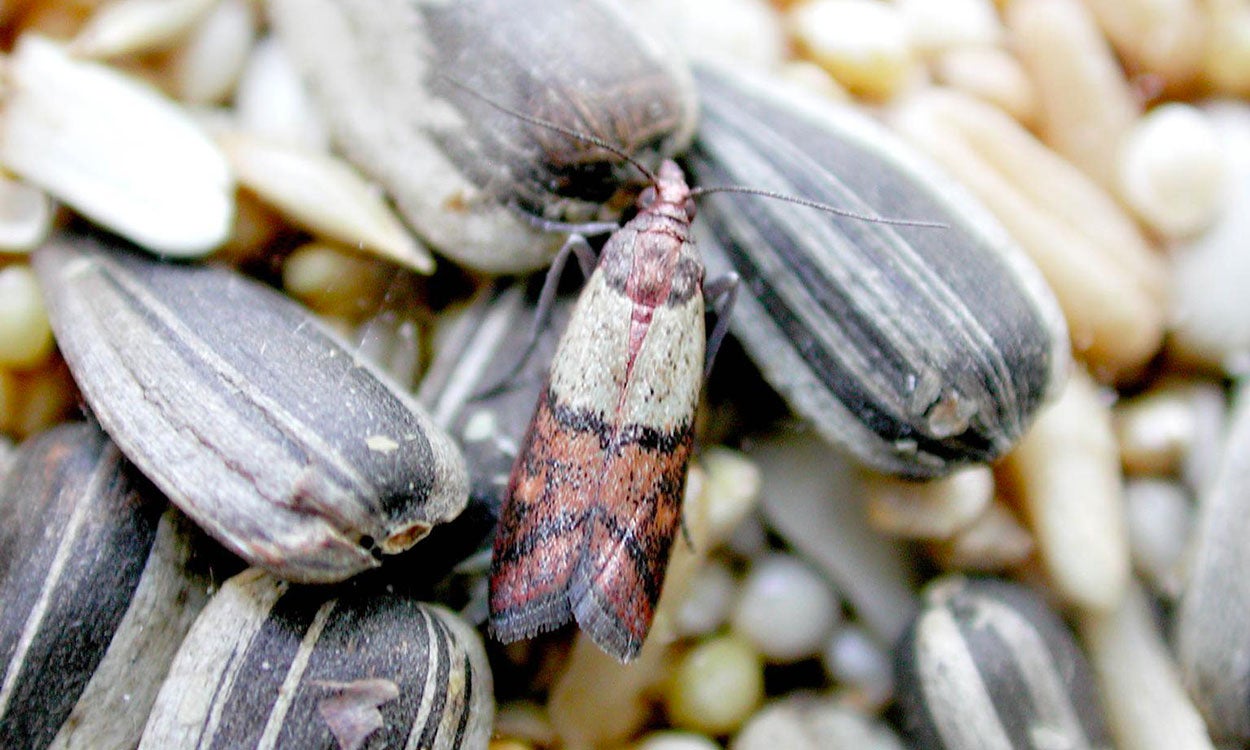 Small brown moth with tan stripe near head.