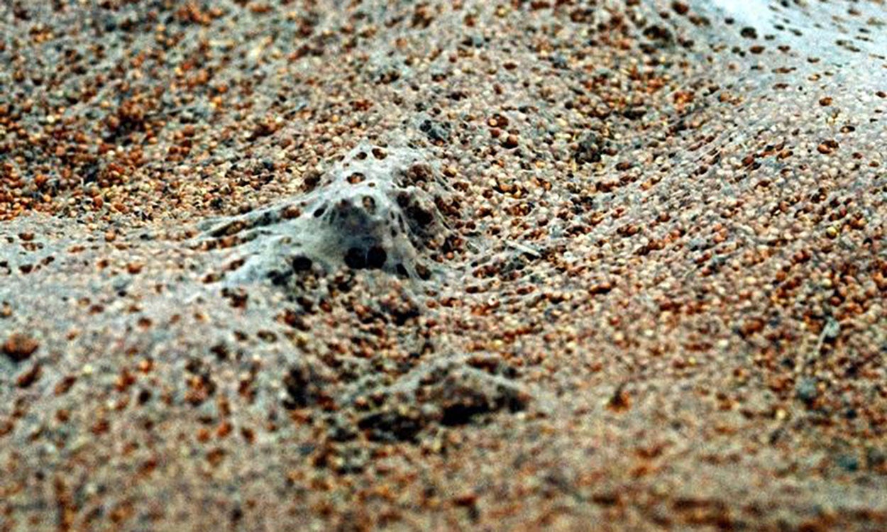 Grain with a white webbing on the surface.