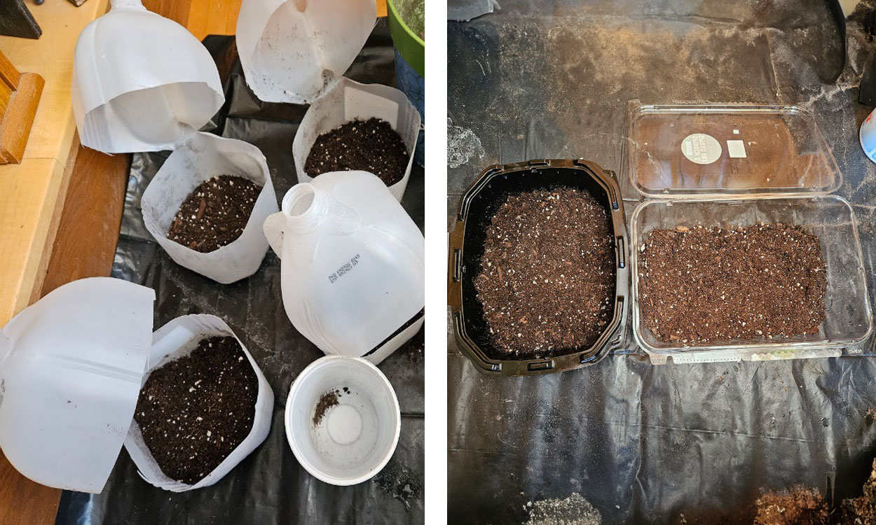 Containers filled with seed starting media.
