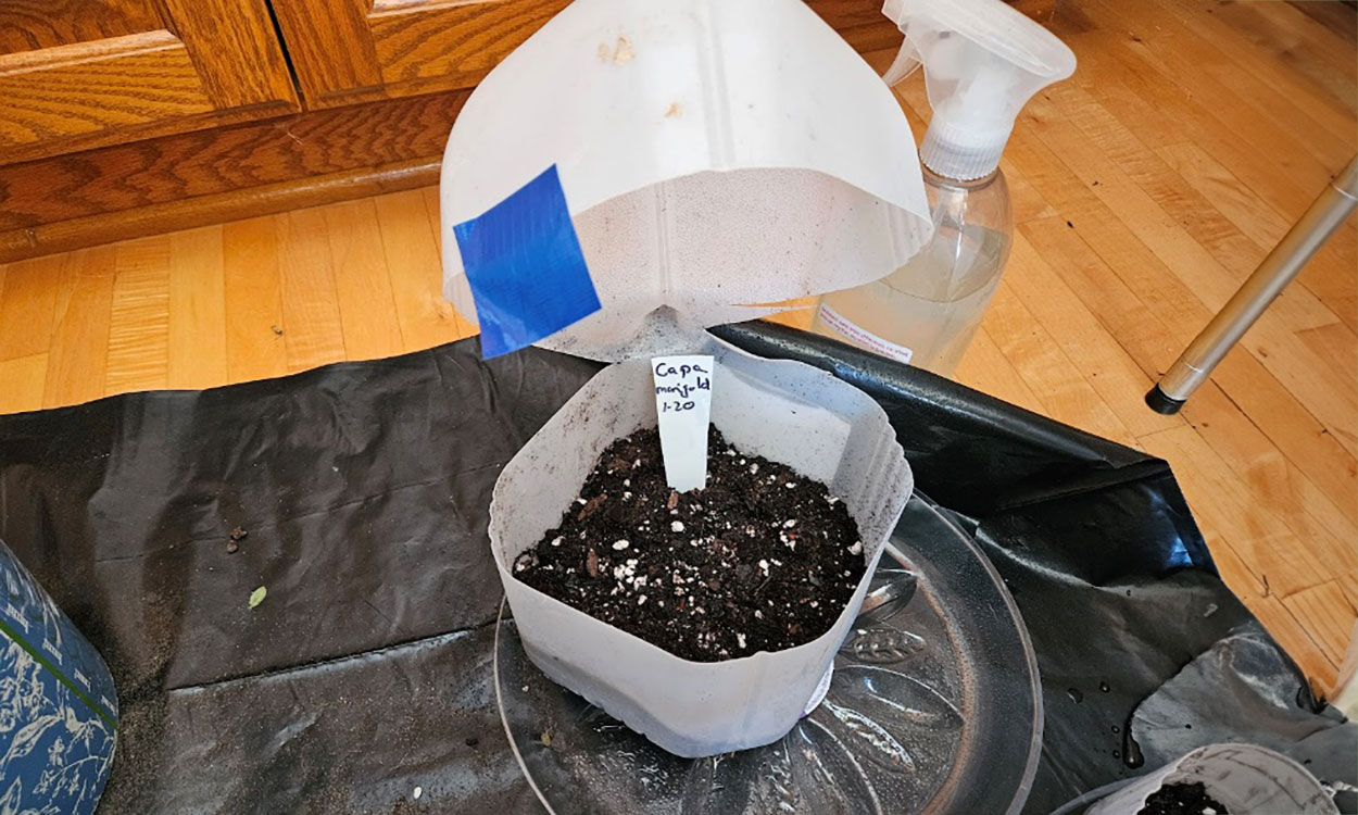 Seeds sown and container labeled.