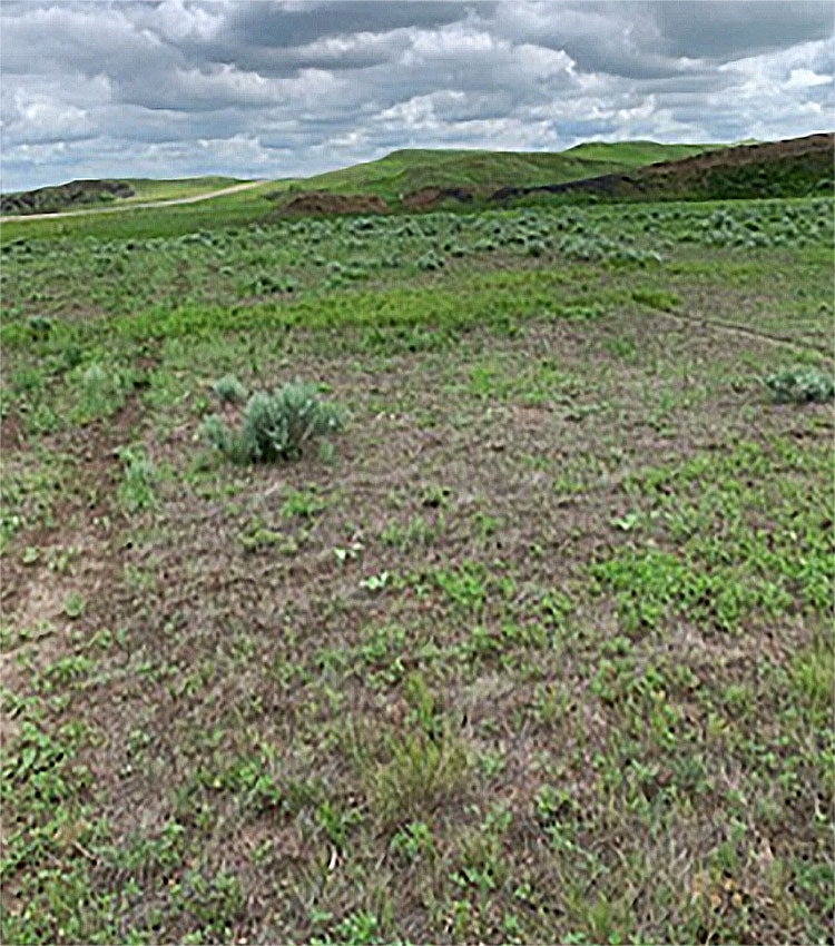 A crested wheatgrass pasture in southwest South Dakota that shows a crested wheatgrass die-off area among native rangeland. 