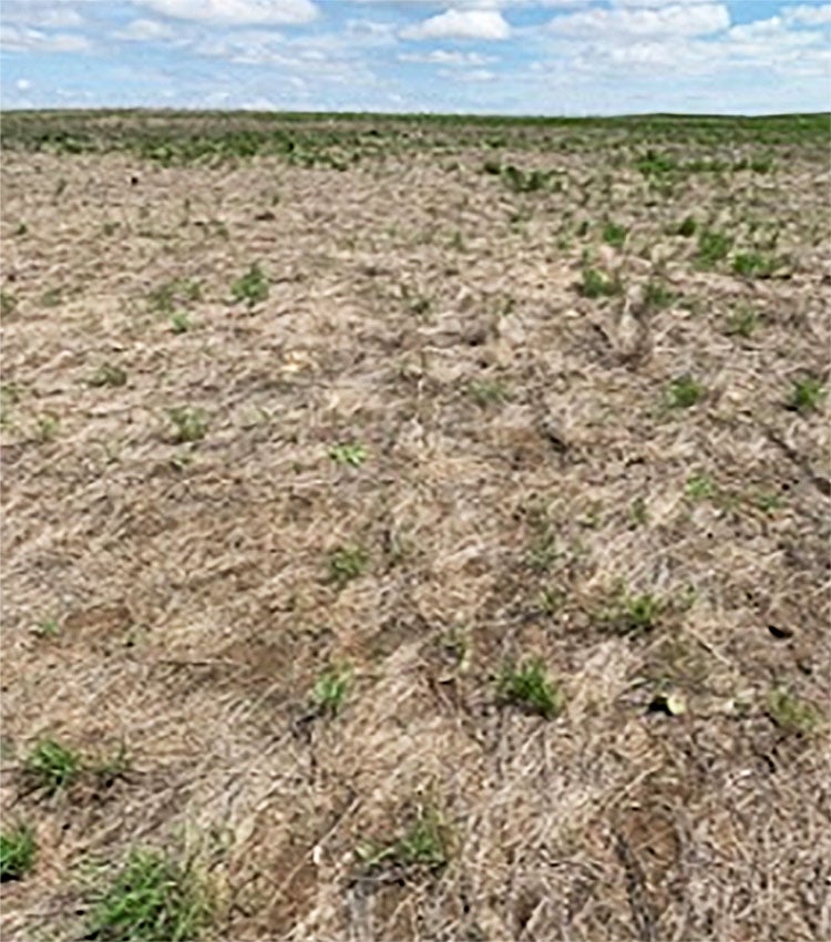 A crested wheatgrass pasture that is a monoculture with near total mortality.