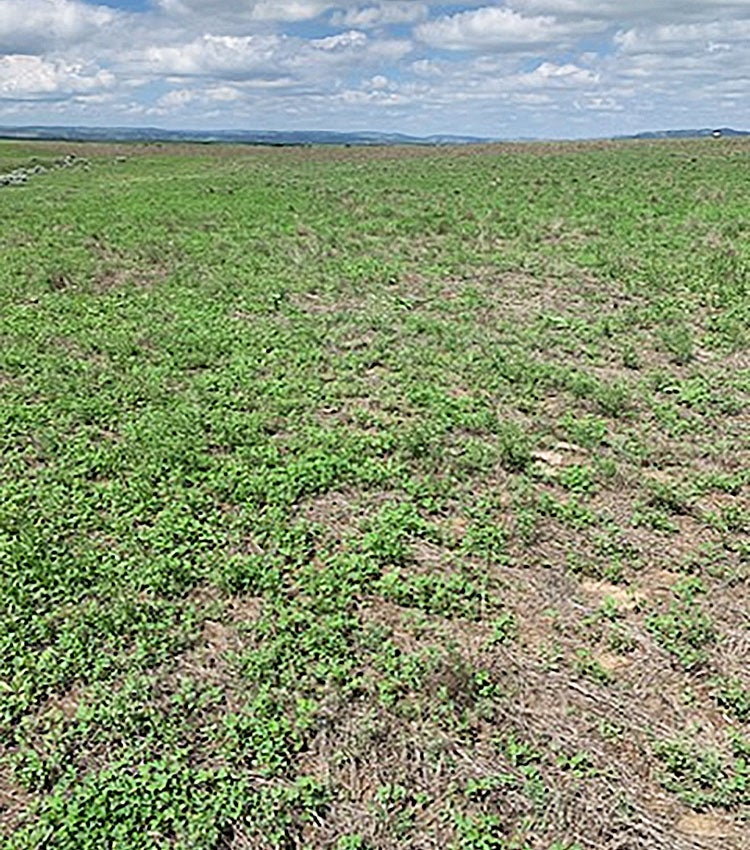 A crested wheatgrass pasture that experienced die-off in 2023 that was quickly overtaken by broadleaf “weedy” plants.