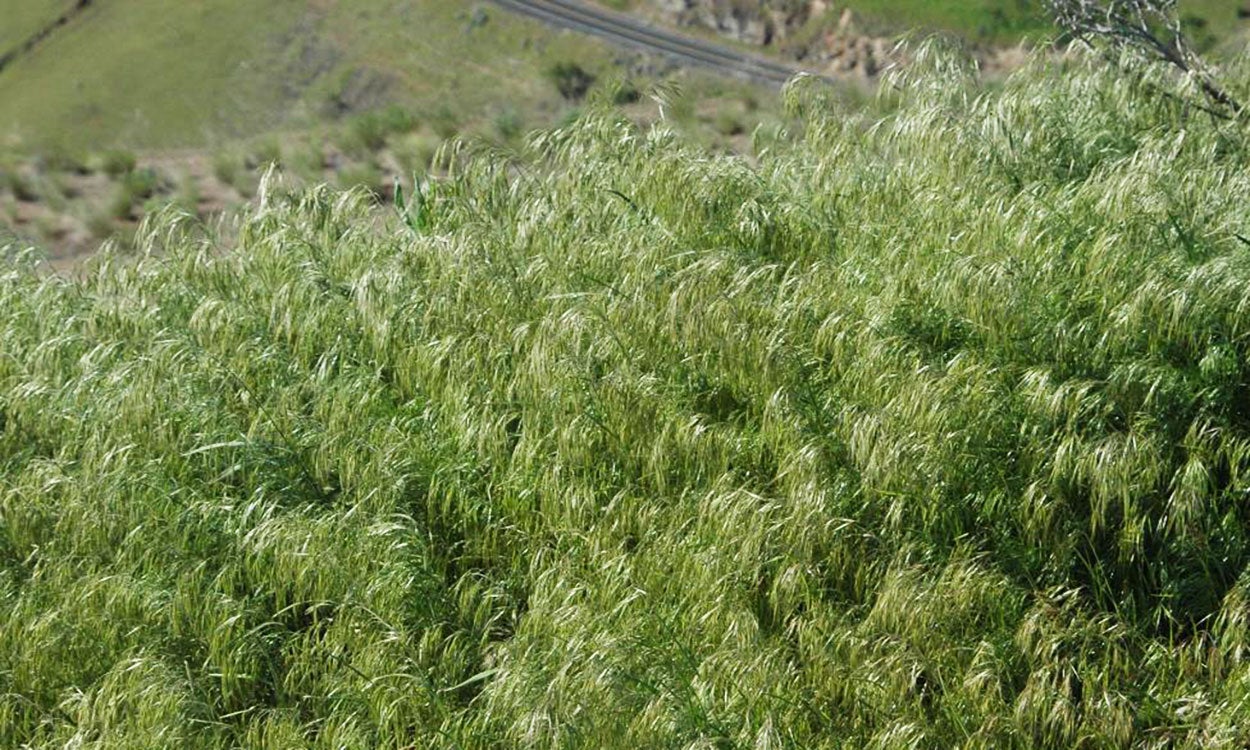 A patch of thick, green cheatgrass growing in a field.