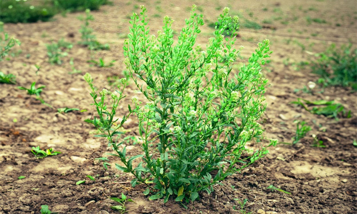 A young, green field pennycress weed emerging in a field.