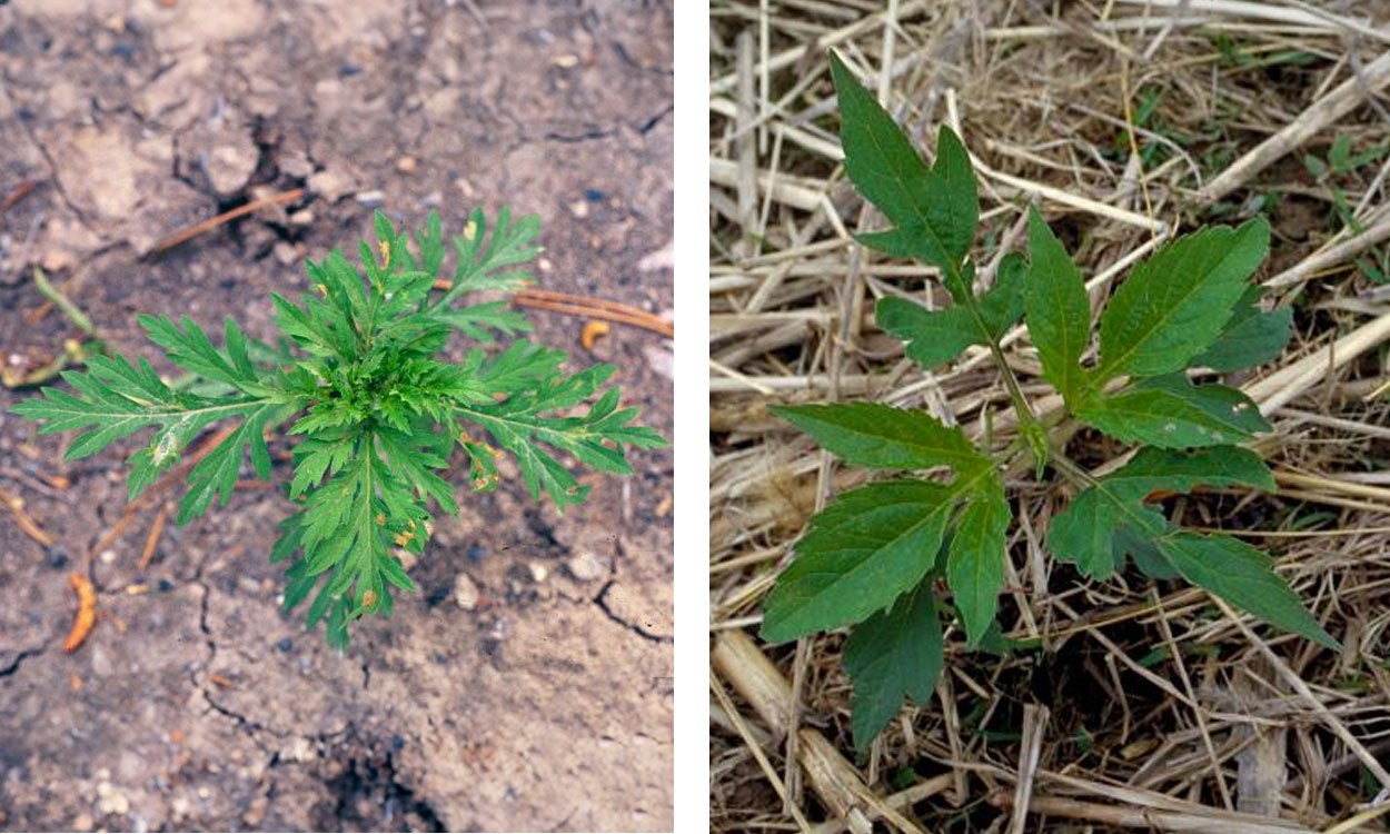 Common ragweed and giant ragweed weeds emerging in early spring.