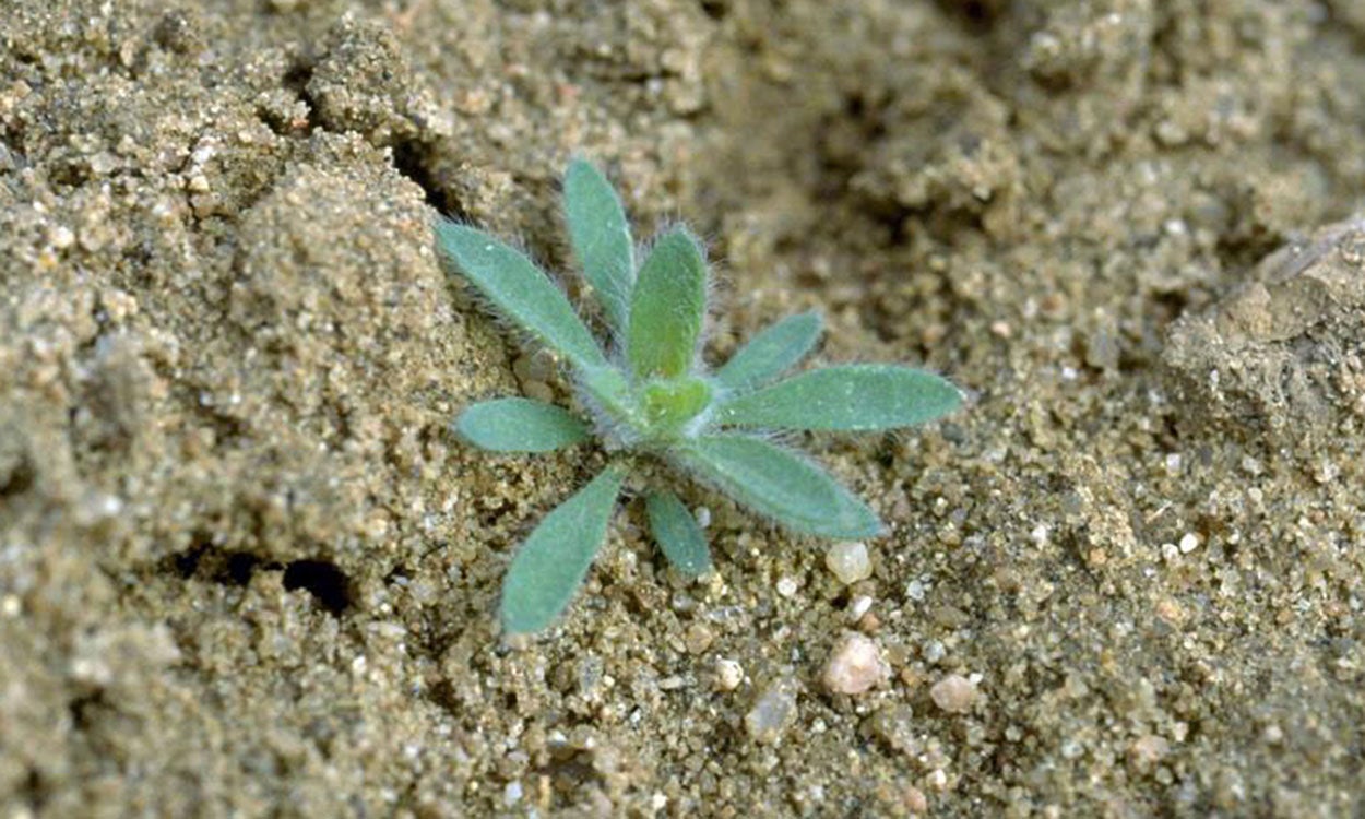 Young kochia weed emerging in early spring.