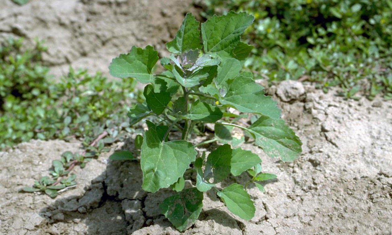 Small, common lambsquarter weed emerging in early spring.