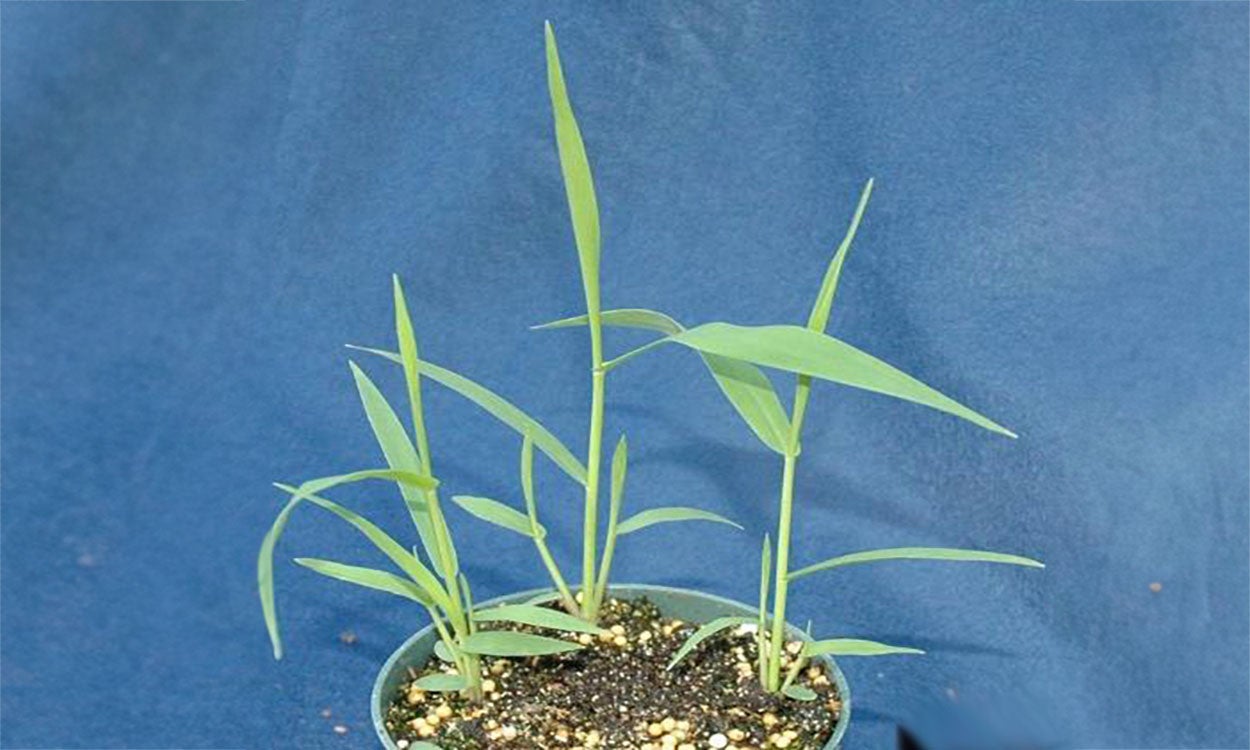 Woolly cupgrass specimen in a pot.