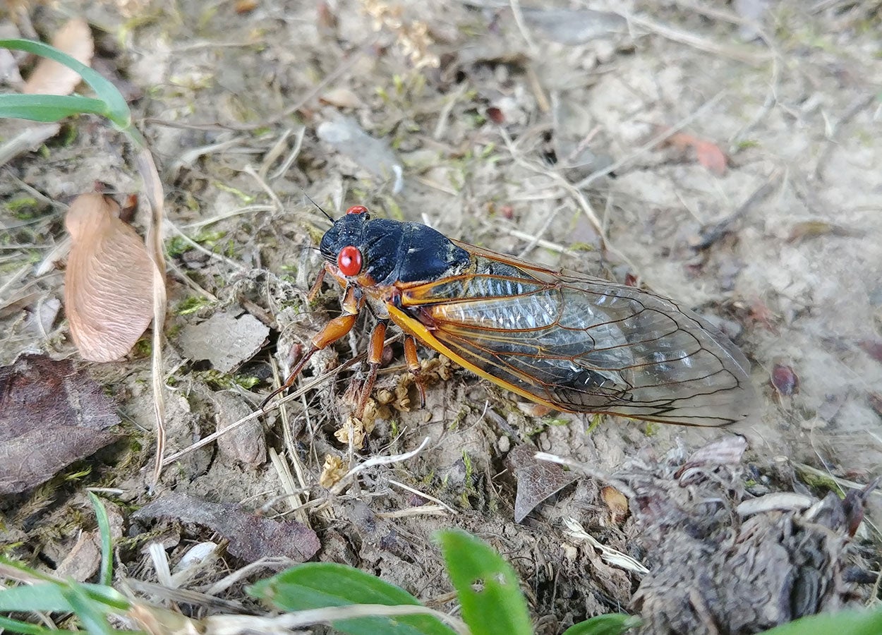 An insect with a black body, red eyes, and large clear wings sitting on bare ground.