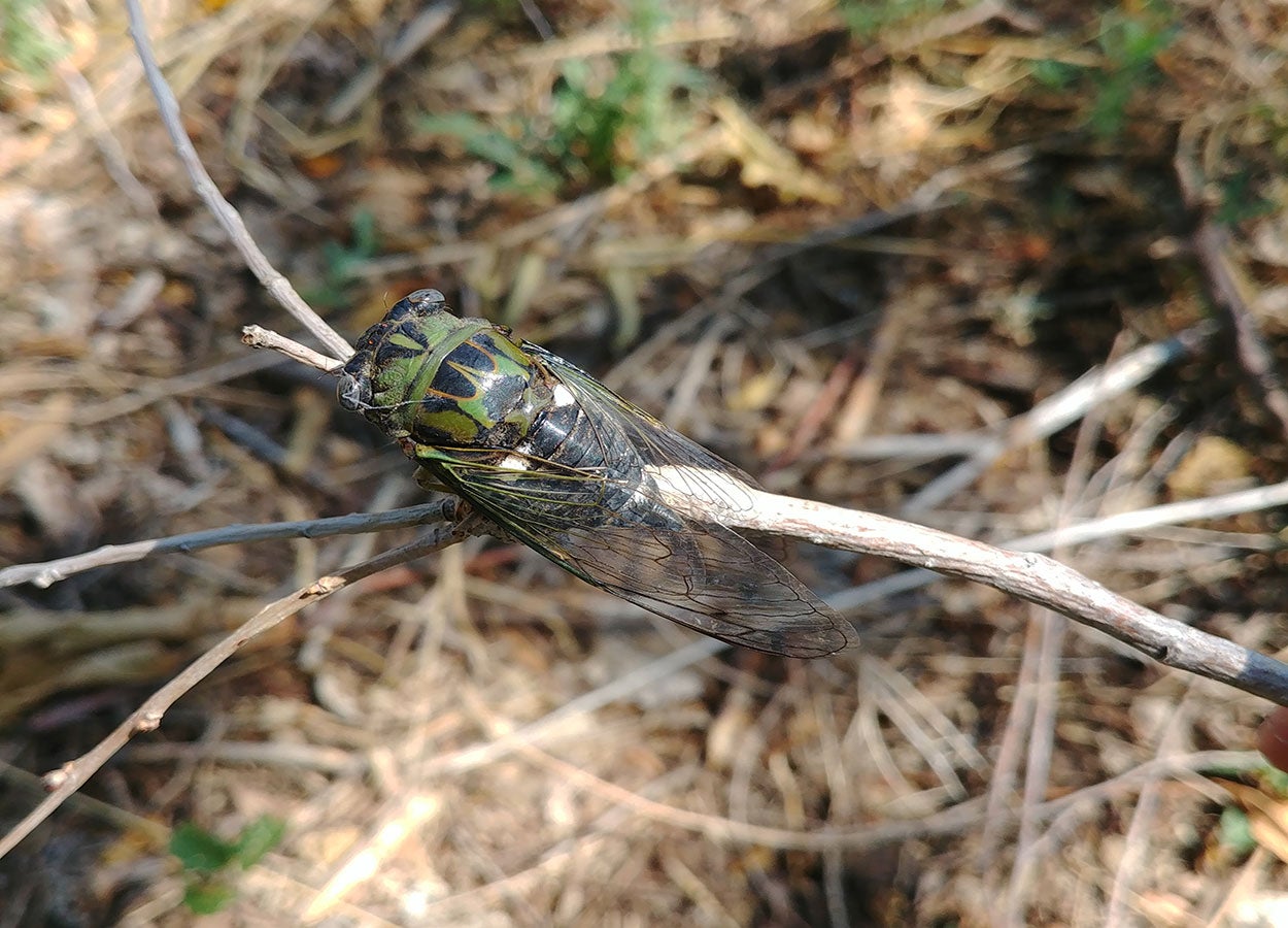 Insect with a green and brown patterned body and large clear wings sitting on a tan twig.