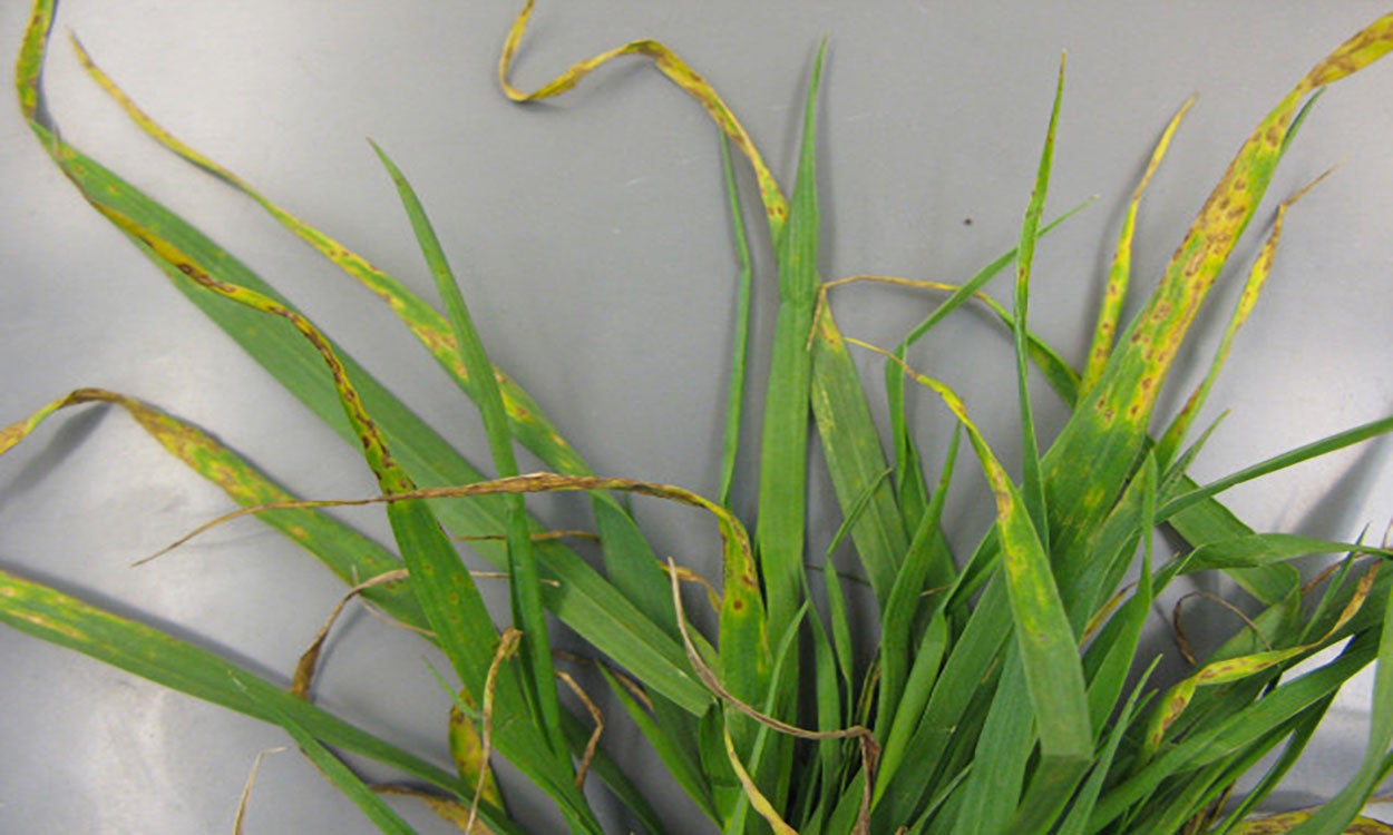 Wheat plant showing dark brown tan spot lesions surrounded by a yellow halo.