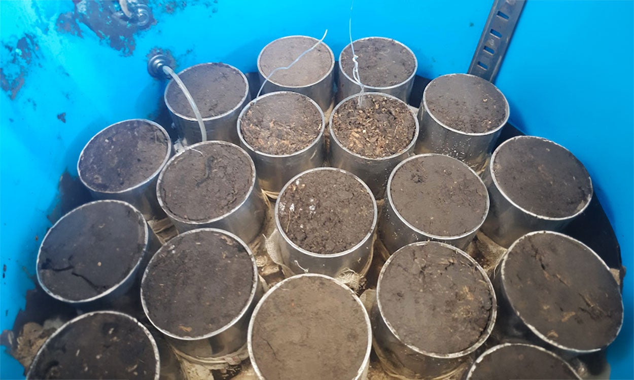 Several trimmed soil cores in a large, blue measuring tub.