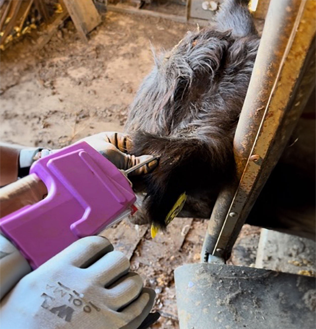Producer applying an implant behind the ear of a calf with a pink implant gun.