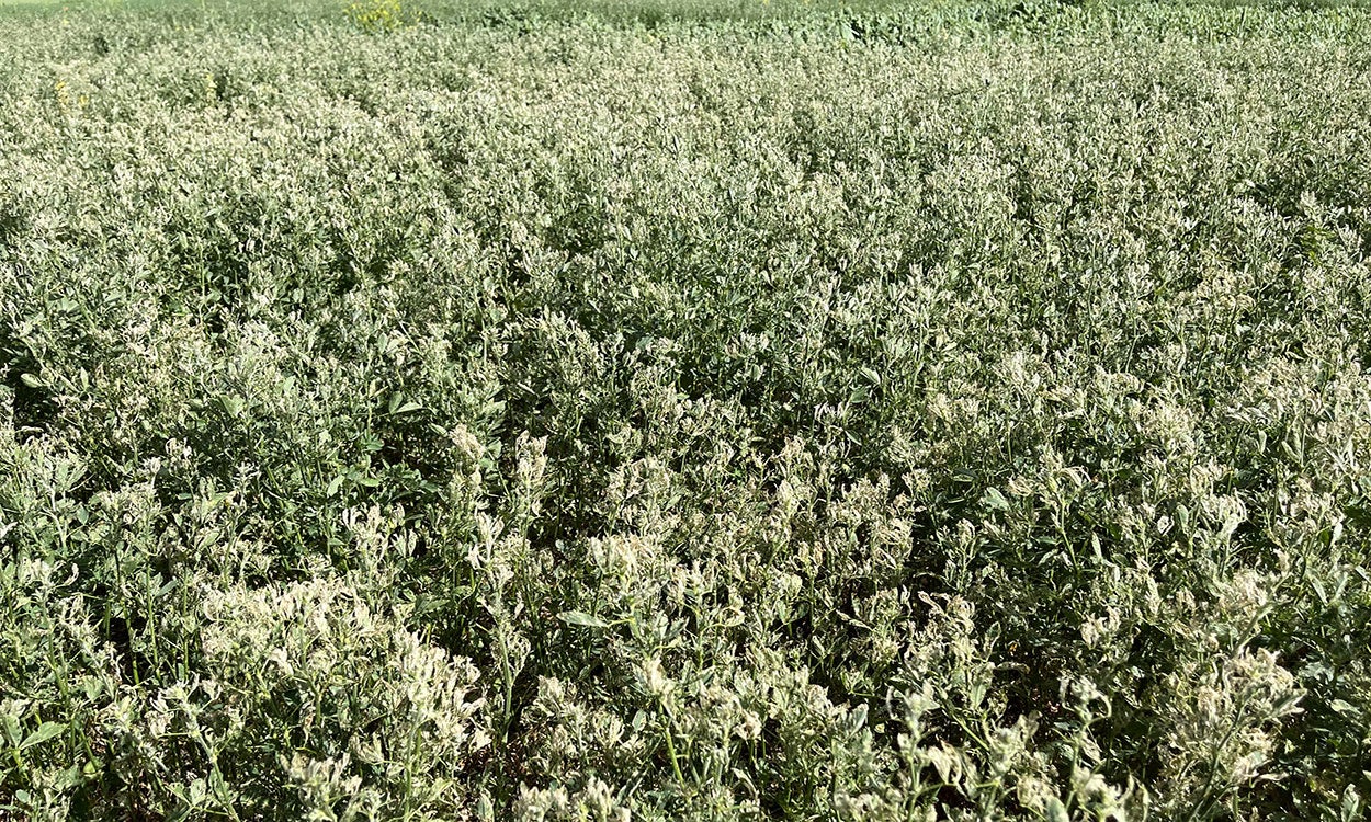 Alfalfa that has white upper canopy.