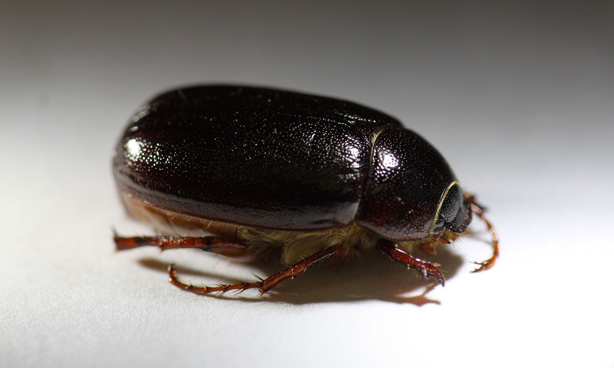 A large, shiny beetle that is dark brown in color.
