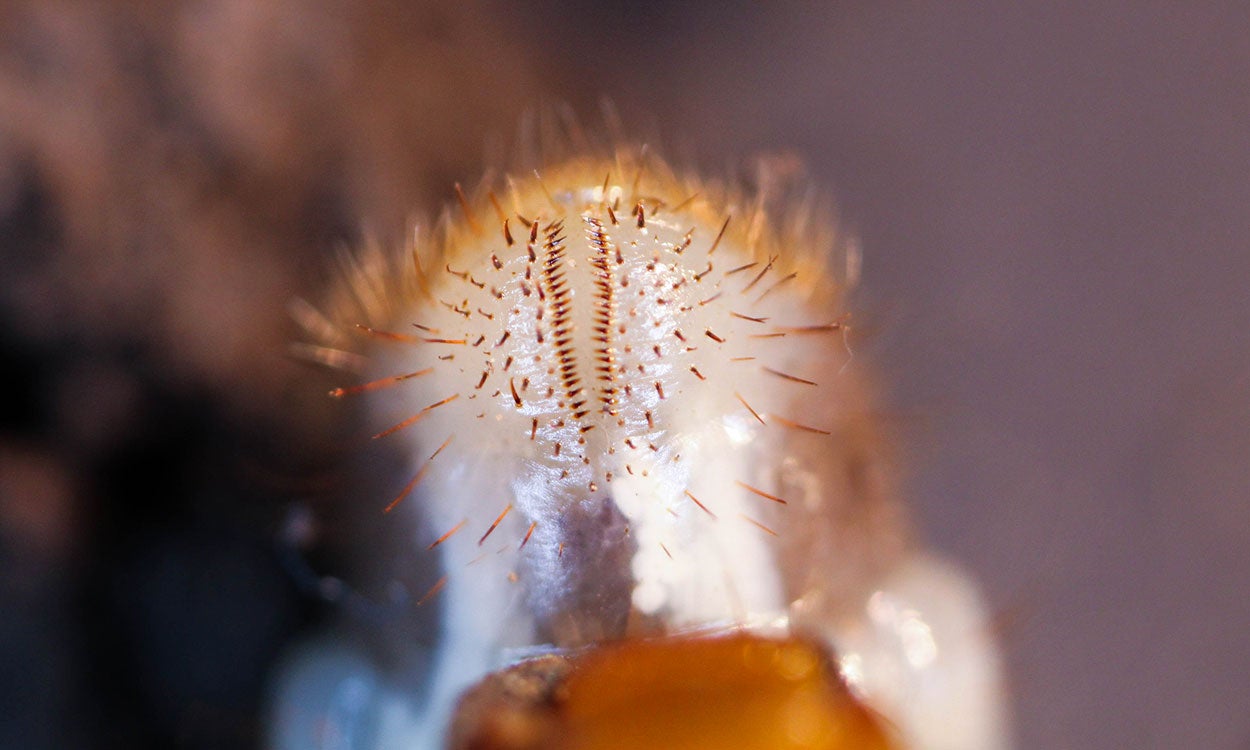 Close-up of the tip of a true white grub’s abdomen, showing a cluster of hairs in a pattern that resembles a zipper.
