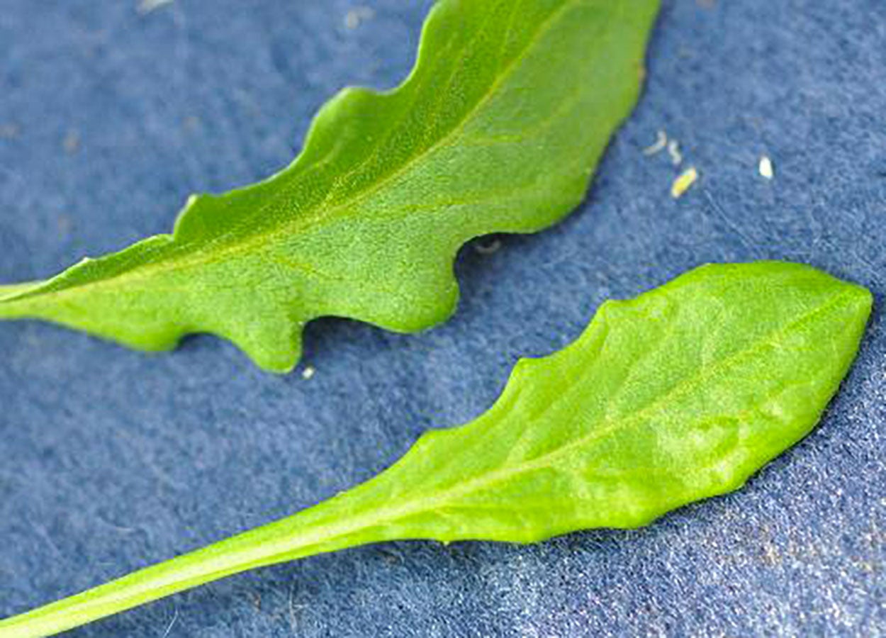 Yellow-green, field pennycress leaf with rounded toothed margins.