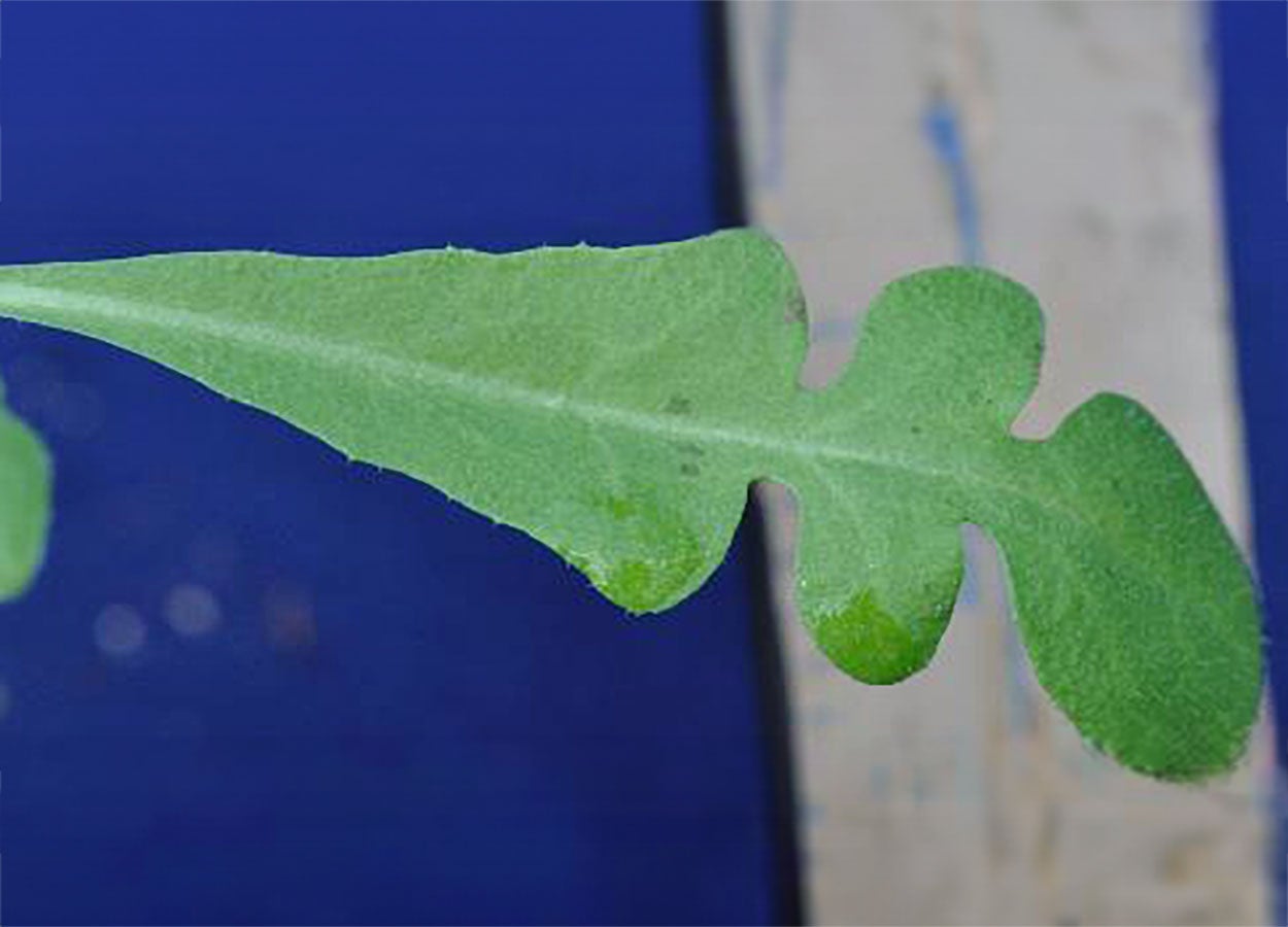 Yellow-green, field pennycress leaf with rounded toothed margins.