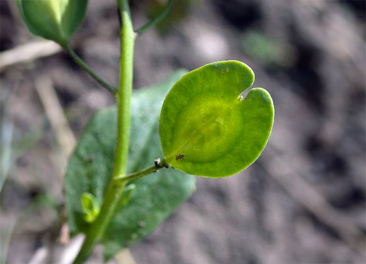 Green field pennycress seedhead with a notch at the middle-top.