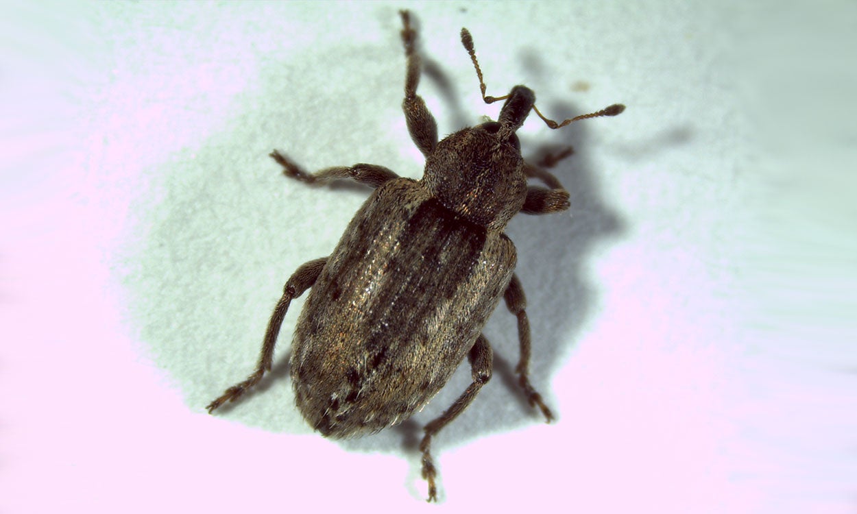 Brown beetle with long snout.