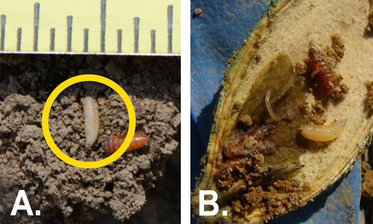 Left: a small, white maggot highlighted by a yellow circle. Right: Multiple instars and pupae of seedcorn maggots present in a squash seed.