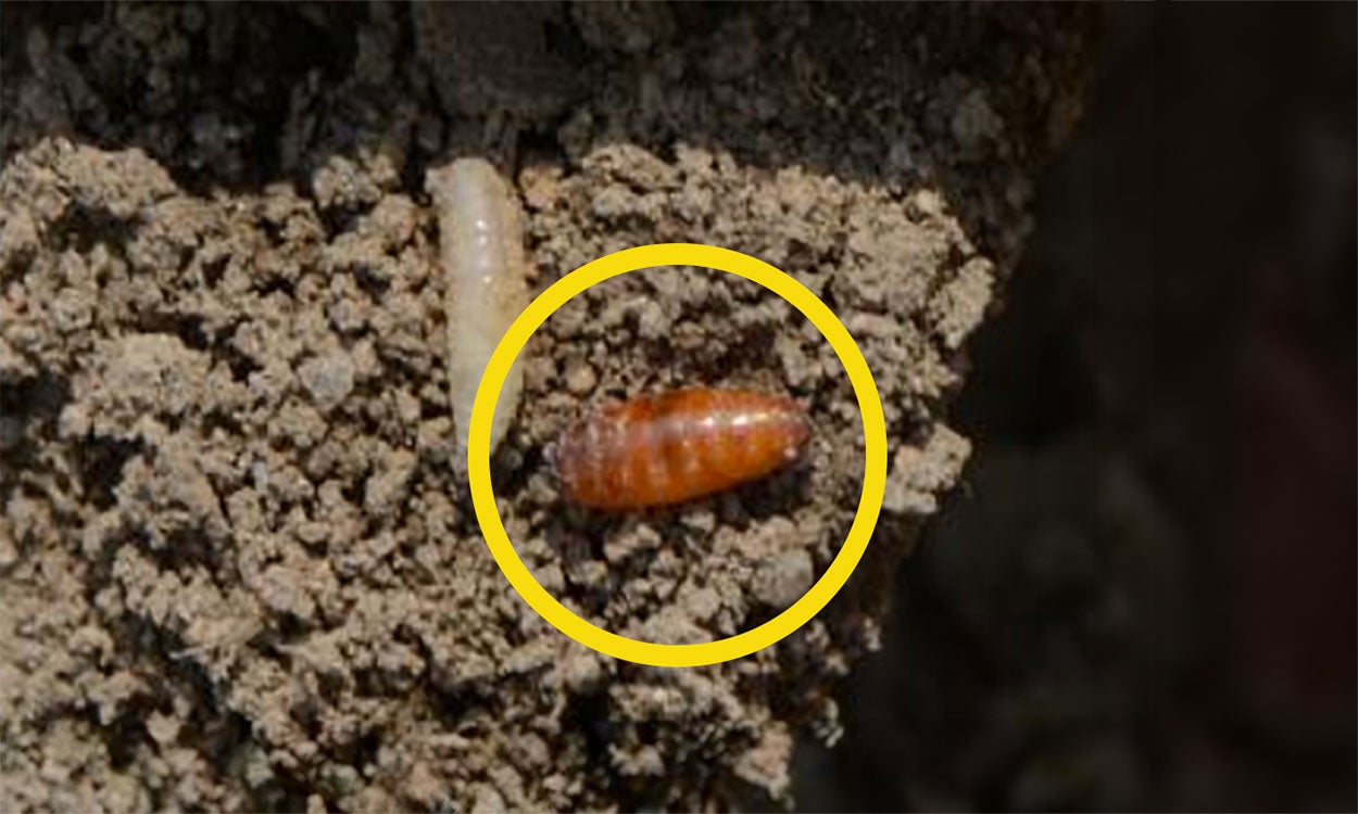 A brown, pill-shaped pupa highlighted by a yellow circle.