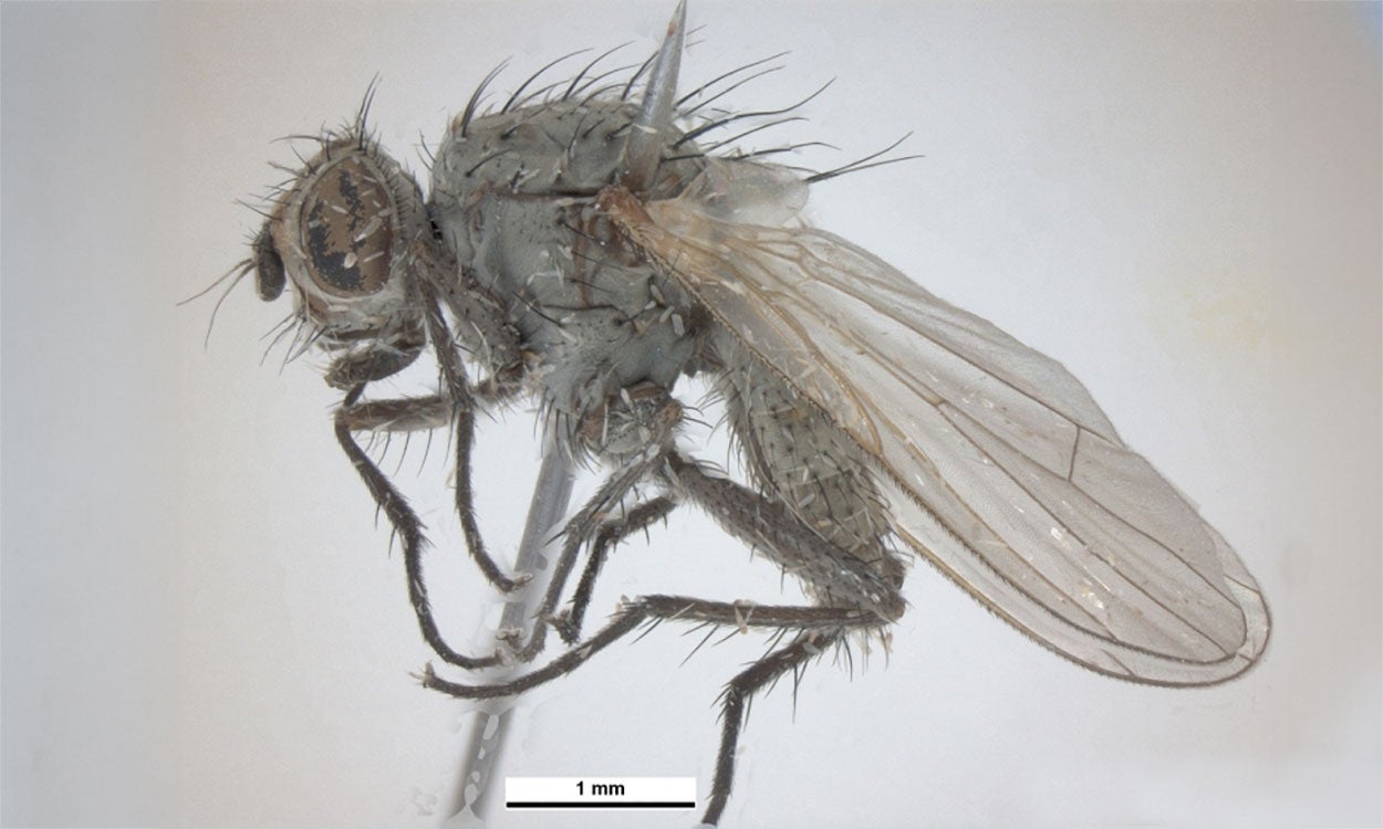 A grey, adult seedcorn maggot fly with limber legs.